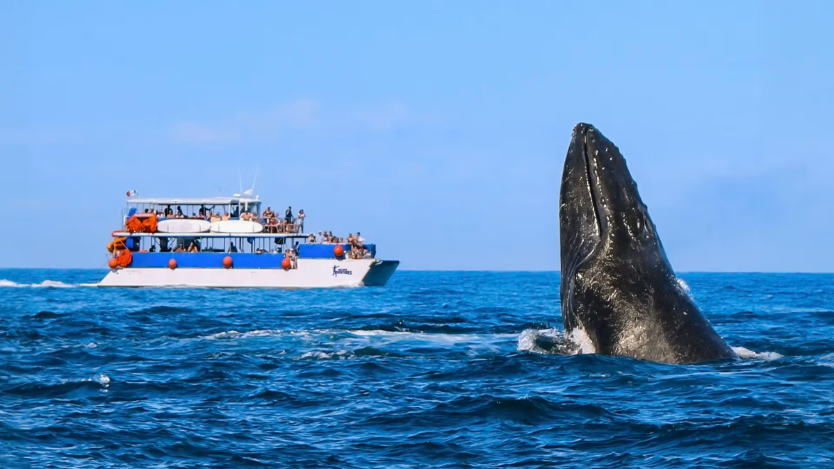 WHALE WATCHING CRUISE
