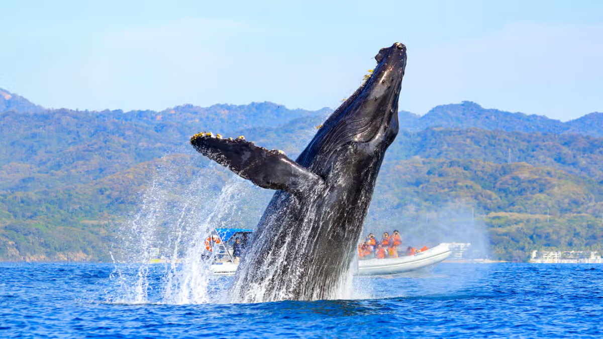 WHALE WATCHING PHOTO SAFARI