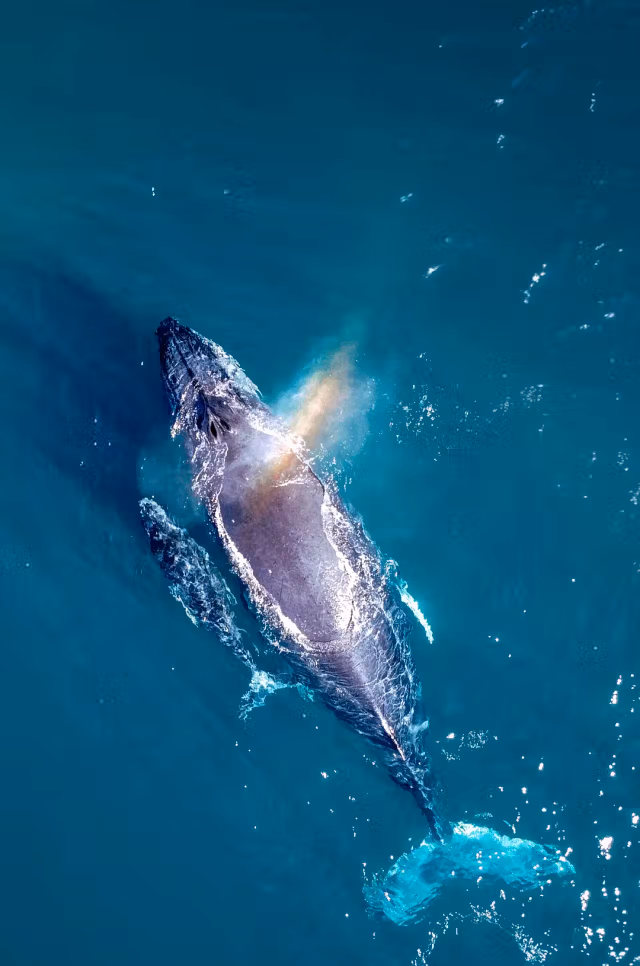 WHALE WATCHING CRUISE